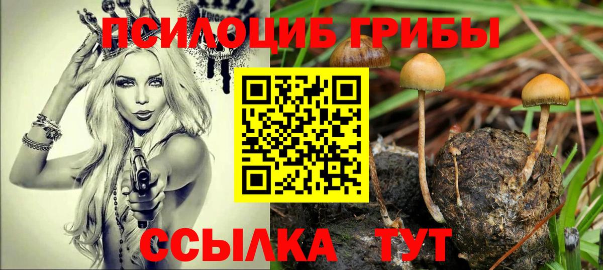 Псилоцибиновые грибы Psilocybe Домодедово